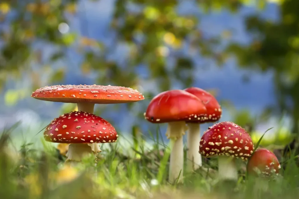 Amanita Trend-Report 2025: Wohin entwickelt sich der Markt?