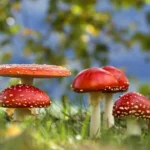 Amanita Trend-Report 2025: Wohin entwickelt sich der Markt?