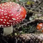 Fliegenpilz und Schlaf: Wie ein alter Waldpilz erneut Beachtung findet